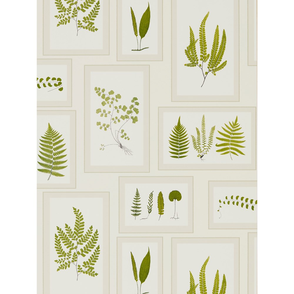 Fern Gallery Wallpaper 215712 by Sanderson in Ivory Green